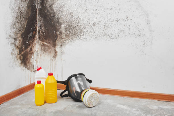 Best Black Mold Removal  in Englewood, NJ