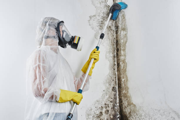 Best Mold Removal and Inspection  in Englewood, NJ