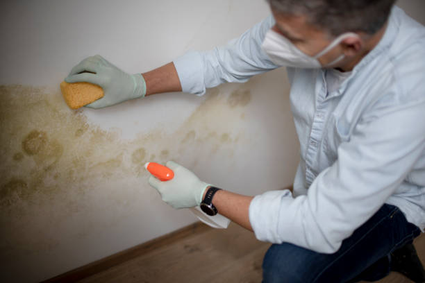 Mold Removal Process in Englewood, NJ