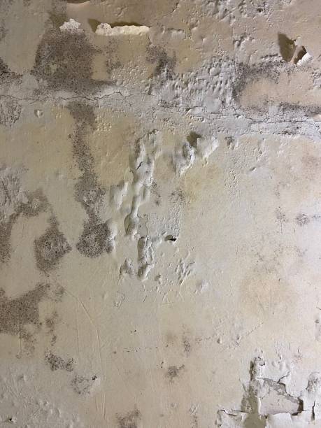 Best Office Mold Removal Services  in Englewood, NJ