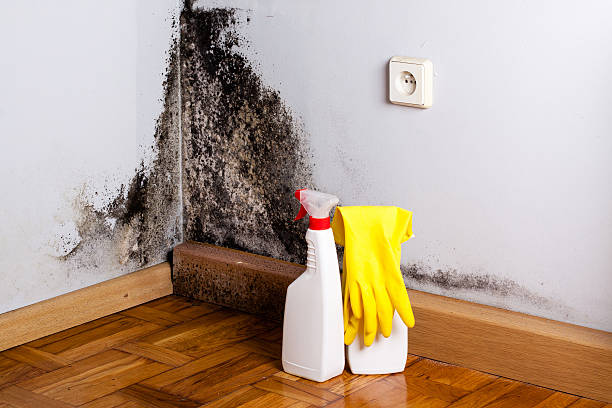 Englewood, NJ Mold Removal Company
