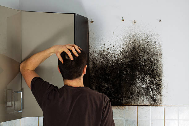 Best Crawl Space Mold Removal  in Englewood, NJ